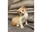 Adopt Blip - FELV + a Cream or Ivory (Mostly) Domestic Shorthair / Mixed (short