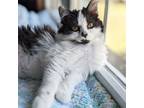 Adopt Sugarplum a Tuxedo, Domestic Long Hair