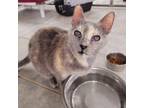 Adopt Cherry a Domestic Short Hair