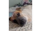 Adopt Corduroy (Courtesy Post) a White - with Tan, Yellow or Fawn Cattle Dog /