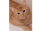 Adopt Luke a Orange or Red Domestic Shorthair / Mixed (short coat) cat in