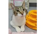 Adopt Miss Piggy a Domestic Shorthair / Mixed cat in Sheboygan, WI (38213740)