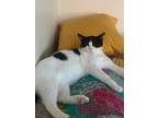 Adopt Trina a Black & White or Tuxedo Domestic Shorthair (short coat) cat in