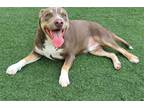 Adopt Wyatt - In Foster a Pit Bull Terrier / Mixed dog in Rockwall