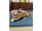 Adopt CoCo a Shepherd, Carolina Dog