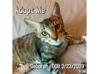 Adopt Deborah a Brown Tabby Domestic Shorthair / Mixed (short coat) cat in