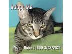 Adopt Robert a Gray, Blue or Silver Tabby Domestic Shorthair / Mixed (short