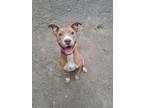 Adopt Leona a Pit Bull Terrier, Mixed Breed