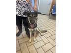 Adopt Betty a Black - with Tan, Yellow or Fawn German Shepherd Dog / Mixed dog