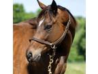 Adopt Smart Pass a Thoroughbred