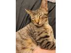 Adopt Igor a Domestic Shorthair / Mixed cat in Warrenton, MO (38312748)