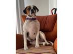 Adopt Sadie 3 a Boxer dog in San Diego, CA (38106664)