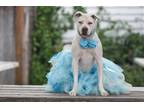 Adopt Kayla a White Terrier (Unknown Type, Medium) / Boxer / Mixed dog in