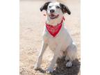 Adopt Valentine a Mixed Breed