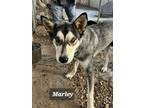 Adopt MARLEY a Husky