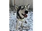 Adopt Natalia a Husky