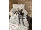 Adopt Bubba a Brindle Shepherd (Unknown Type) / Plott Hound / Mixed dog in Plain