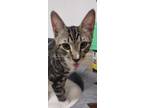 Adopt Fred a Brown Tabby Domestic Shorthair (short coat) cat in Parlier