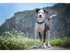 Adopt Mercy a American Staffordshire Terrier / Mixed dog in Boston