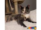 Adopt Charity-Foster or Adopt a Domestic Shorthair cat in Youngsville