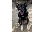 Adopt Koa Barkville a Husky / Shepherd (Unknown Type) / Mixed dog in Rockaway