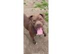 Adopt SMILEY a Brown/Chocolate - with White Pit Bull Terrier / Mixed dog in
