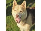 Adopt Sandy a Husky / Mixed dog in Thief River Falls, MN (38413303)