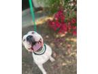 Adopt KODA a Tan/Yellow/Fawn - with White Pit Bull Terrier / Mixed dog in