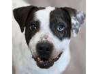 Adopt Gammy a Mixed Breed, Pointer