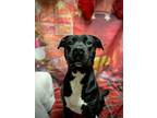 Adopt Shadow a Black Pit Bull Terrier / Mixed dog in Harrisville, WV (38179948)