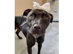 Adopt Chrissy a American Staffordshire Terrier, Black Labrador Retriever