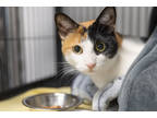 Adopt Lydia a Tan or Fawn Domestic Shorthair / Domestic Shorthair / Mixed cat in