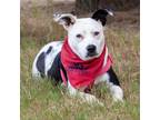 Adopt May May a Black American Staffordshire Terrier / Australian Cattle Dog /