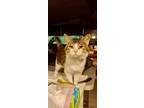 Adopt Pretty Boy a Spotted Tabby/Leopard Spotted Domestic Shorthair / Mixed