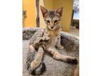 Adopt Magic a Brown Tabby Domestic Shorthair (short coat) cat in La Quinta