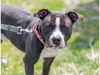 Adopt JET Loving and Devoted in Stamford CT a Staffordshire Bull Terrier / Mixed
