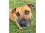 Adopt Lego a Brown/Chocolate Mixed Breed (Large) / Mixed dog in Knoxville