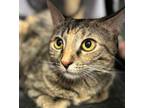 Adopt Miracle a Tabby