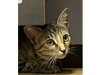Adopt Miracle a Tabby