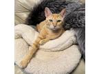 Adopt Tangie a Tabby