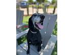 Adopt Elsa a Labrador Retriever, Hound