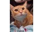 Adopt Dulce a Tabby, Domestic Short Hair