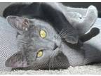 Adopt Elwood a Russian Blue, Domestic Short Hair