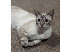 Adopt Tiny Diamond a Siamese, Oriental Short Hair