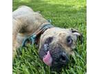 Adopt Harlee Jean a Black Mouth Cur, Catahoula Leopard Dog