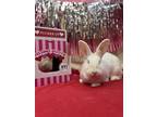 Adopt Queen Carrot a White New Zealand / American / Mixed rabbit in St.
