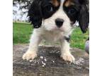 Cavalier King Charles Spaniel Puppy for sale in Walnut, IL, USA