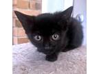 Adopt Joan Jet a All Black Domestic Shorthair / Mixed (short coat) cat in