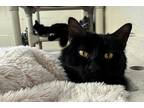 Adopt Juneberry a All Black Domestic Mediumhair / Domestic Shorthair / Mixed cat