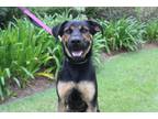 Adopt Paws a Black Doberman Pinscher / German Shepherd Dog / Mixed dog in